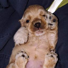 Cocker Spaniel Puppies from Top Notch Sporting Dogs