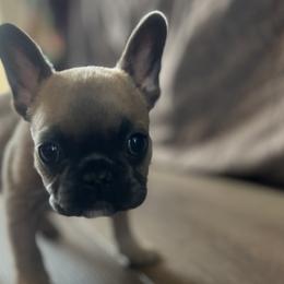 French Bulldogs from Wrinklez N Pawz Frenchies