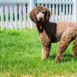 Tiana - Poodle