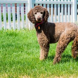 Tiana - Poodle