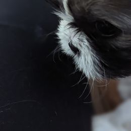 Shih Tzu Puppies from We Shih Tzu Not!