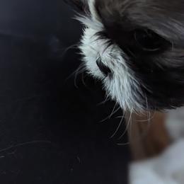 Shih Tzu Puppies from We Shih Tzu Not!
