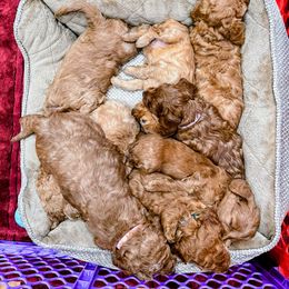 Goldendoodle Puppies from Ming’s Dynasty Doodles
