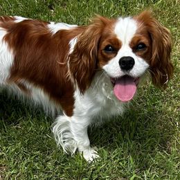 Willow - Cavalier King Charles Spaniel