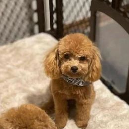 Quasi - Poodle