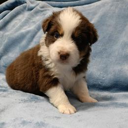 My Name Is Jeff aka Jeff - male Australian Shepherd puppy in Sparta, Tennessee from SugarWood Australian Shepherds
