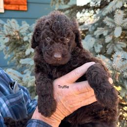 Truffle - female Bernedoodle puppy in Blue Springs, Missouri from Jeanie’s Doodles