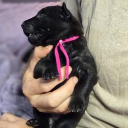 Hot Pink Collar Female - Gold brindle female Dutch Shepherd puppy in Dallas, Georgia from Bluestone Creek Dutch Shepherds