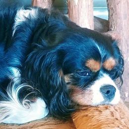 Teja - Cavalier King Charles Spaniel