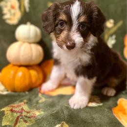 Maple - Red tri-color female Aussiedoodle puppy in York, Pennsylvania from Puppies at The Happy Acre Farm