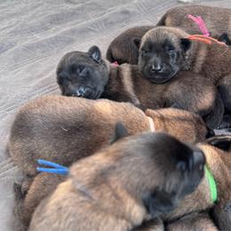 Divot - Fawn female Belgian Malinois puppy in East Freedom, Pennsylvania from CR Belgian Malinois