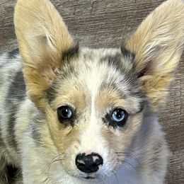 American Corgis and Pembroke Welsh Corgis from Martinez Corgis