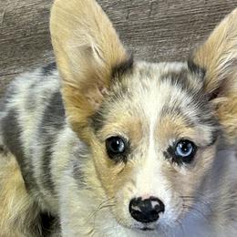 American Corgis and Pembroke Welsh Corgis from Martinez Corgis