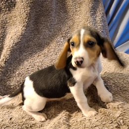 Girl 3 - Black tan and white female Beagle puppy in Laton, California from McMillan Family Kennels