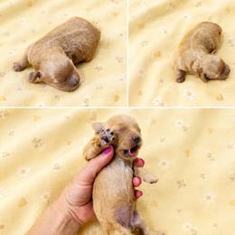 Yellow female - Red female Maltipoo puppy in Ludlow, Missouri from Countryside Doodles and Mohr