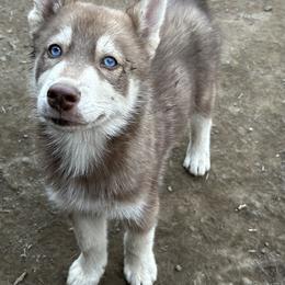 Clyde - Red and white male Siberian Husky puppy in Wheeling, West Virginia from Powells Huskies