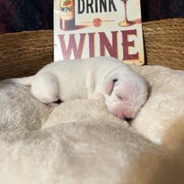 Merlot - White and black female Dalmatian puppy in Claremore, Oklahoma from Lotsofdots Dalmatians