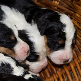 Male 2 - Tri-color male Bernedoodle puppy in Belgreen, Alabama from Scott’s Farm Poodles and Doodles