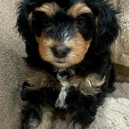 Daisy - Tri-color female Bernedoodle puppy in Mount Pleasant, Texas from Hilary’s Doodle Ranch