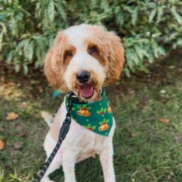 Goldendoodle puppies from The Coastal Homestead