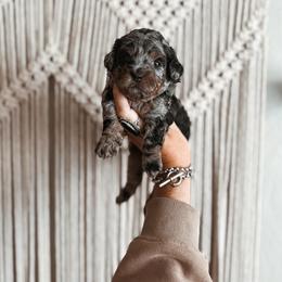 Marmalade - Merle male Bernedoodle puppy in Shingle Springs, California from Kindred Oak Goldendoodles