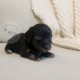 Dorothy - Black and cream female Dachshund puppy in Dighton, Massachusetts from Powerdox Dachshunds