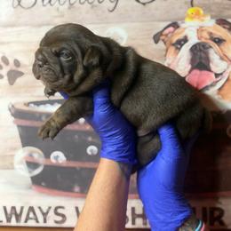 Lilly - Chocolate tri-color female Bulldog puppy in Angelica, New York from Snapp Valley Bulldogs