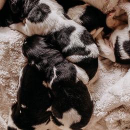 Newfoundland Puppies from Kinson Ridge Giants