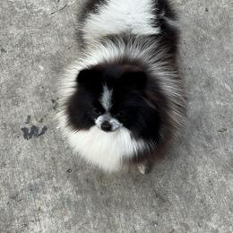Pomeranian puppies from Uniquepombabies