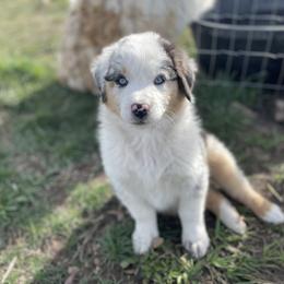 Australian Shepherd Puppies from DeVos Australian Shepherds