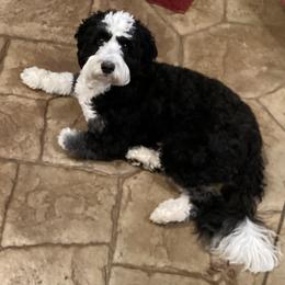 Sadie - Bernedoodle