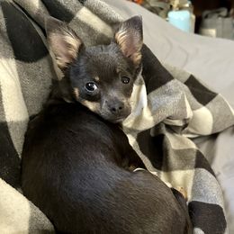 Nyx - Chihuahua