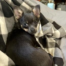 Nyx - Chihuahua