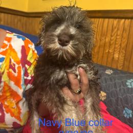 Ralphie (blue collar) - Liver male Miniature Schnauzer puppy in Chicago, Illinois from Cuddly Cutts Pets