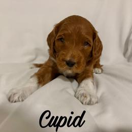 Cupid: Medium Goldendoodle, Male, Ready Jan 19 - Apricot male Goldendoodle puppy in Johns Island, South Carolina from Golden Doodlebugs