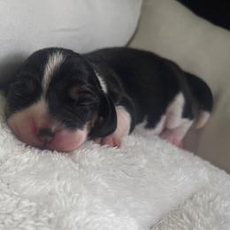 Pocket Beagle Maddie - Black tan and white female Beagle puppy in Gentry, Arkansas from HC Puppy Ranch