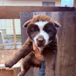 Girl 2 - Brown and white female Siberian Husky puppy in Iron River, Wisconsin from Wiemeri Siberians