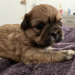 Shih Tzu Puppies from Bayonne Shih Tzu’s