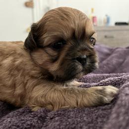 Shih Tzu Puppies from Bayonne Shih Tzu’s
