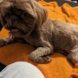 Onyx - Shih Tzu
