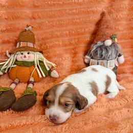 Jake - Piebald male Dachshund puppy in Palestine, Texas from Oak tree Dachshunds