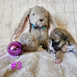 Bella - Red brindle Whippet puppy in Fowlerville, Michigan from Bloom's County Kennel