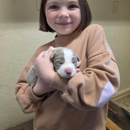 Toasty - Lilac female Border Collie puppy in Ripley, Oklahoma from Adventure5 Border Collies