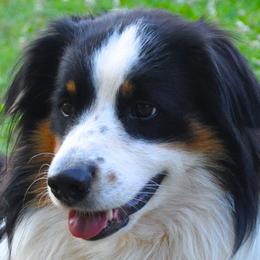 Old Time Scotch Collies from Shepherd's Hearth Old Time Scotch Collies