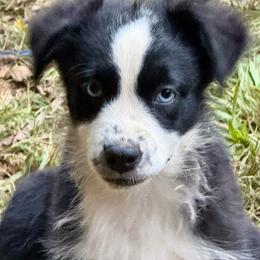 Boone - Black & white male Miniature Australian Shepherd puppy in Patterson, North Carolina from DreamLine Aussies