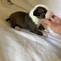 Girl 1 - Brindle and white female Bull Terrier puppy in Trussville, Alabama from Alabama Bull Terriers