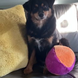 Reina - Australian Shepherd