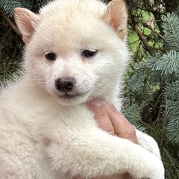 Boy 2 - Cream male Shiba Inu puppy in Winthrop, Minnesota from Kayobi Shibas