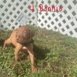 Bonnie - Golden rust female Vizsla puppy in Sioux County, Iowa from Pheasant Poppers Vizslas