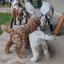Double Doodle and Goldendoodle Puppies from Big Red Paw Doodles